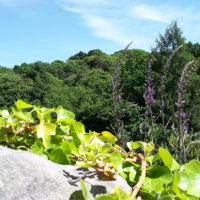 Schöne Natur