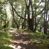 Der Wald auf der Insel - Für uns ein Kraftort