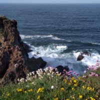 Klippenblumen