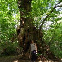 500 Jahre alter Baum
