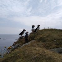 Puffin-Gruppe