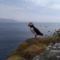 Puffin