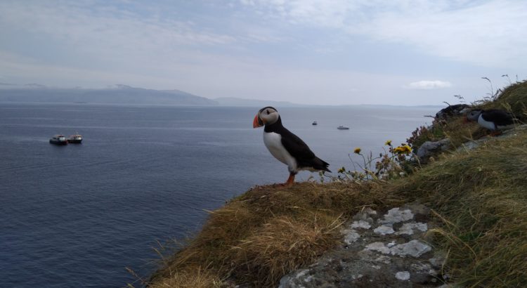 Puffin