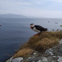 Puffin - so niedlich