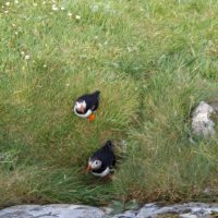Puffin