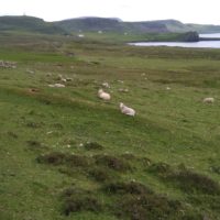 Sheeps