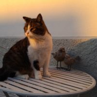 Merlin im Lichte des Sonnenunterganges