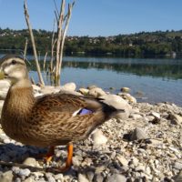Ente am Lac de Paladru