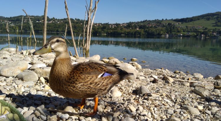 Ente am Lac de Paladru