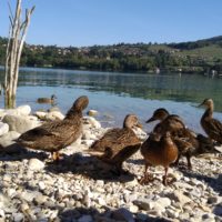 Enten auf Mission