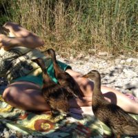 Les canards foux - es gibt kein Halten mehr. Ob Popcorn gesund ist?