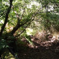 Im Urwald