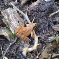 Waldfrosch