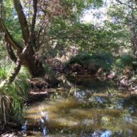 Der Amazonas schlängelt sich durch den Wald