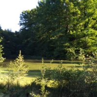 Ein Teich