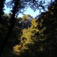Stimmungsbild aus dem Walde