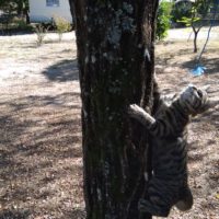 Campingmonster
