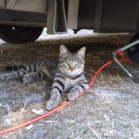 Campingmonster