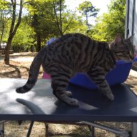 Campingmonster