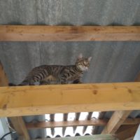 Das Tigerli hatte uns in den Sanitäranlagen überall im Auge