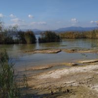 Nebst Enten, Möwen, Taucherlis und Tauben hatte es auch viele Eidechsen
