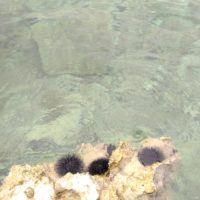 Seeigel