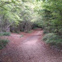 Waldpfad