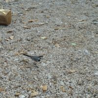 Ein Teil der Putzequipe (Vogelart unbekannt). Es hat auch viele Tauben, Rotbrüstlis, Kohlmeisen und vor allem tausende Eichelhäher.