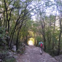 Durch den Wald