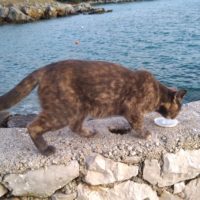 Katze, die uns frenetisch begrüsste