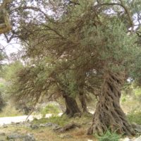 Olivengarten bei Lun - tausende Jahre alte Olivenbäume