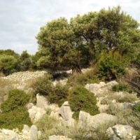 Zuerst sind es nur Büsche - durch Schafe geformt