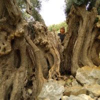 Breitester Olivenbaum des Gartens
